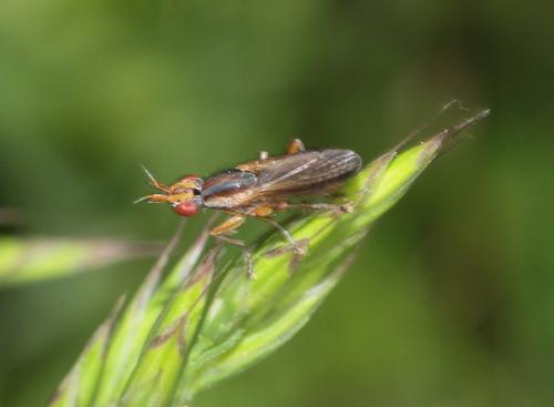 Limnia unguicornis